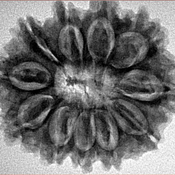 11 Mukhi Rudraksha 28.9mm 5.31gm - Inverse xray