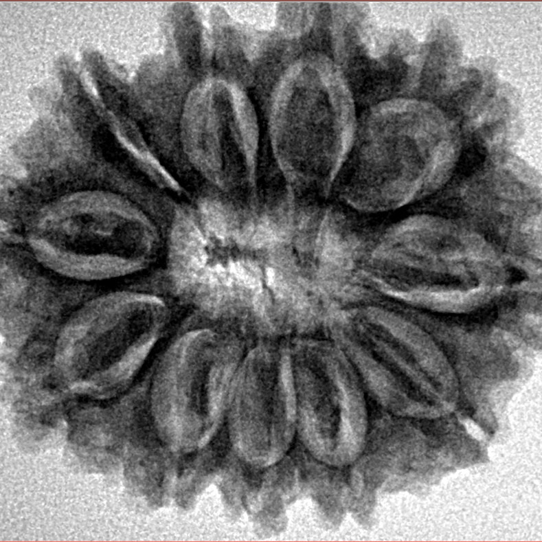 11 Mukhi Rudraksha 28.9mm 5.31gm - Inverse xray