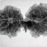 11 Mukhi Mini Trijuti 32.6mm 5.13gm - Inverse xray