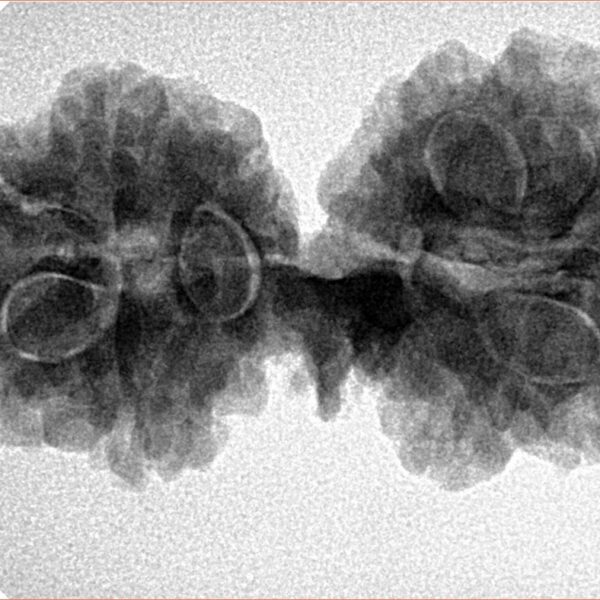 11 Mukhi Mini Trijuti 32.6mm 5.13gm - Inverse xray