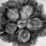 5 Mukhi Rudraksha 30mm 9.12gm - Inverse xray