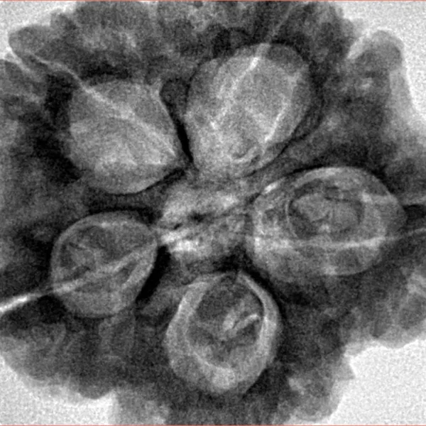 5 Mukhi Rudraksha 30mm 9.12gm - Inverse xray