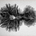 11 Mukhi Garbhgauri 28.4mm 4.41gm - Inverse xray