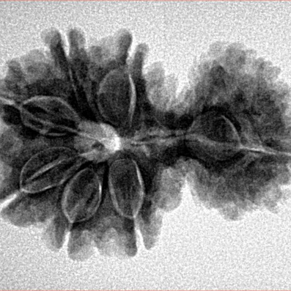 11 Mukhi Garbhgauri 28.4mm 4.41gm - Inverse xray