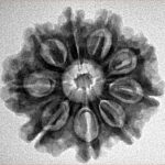 9 Mukhi Rudraksha 24.7mm 4.06gm - Inverse xray