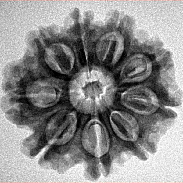 9 Mukhi Rudraksha 24.7mm 4.06gm - Inverse xray