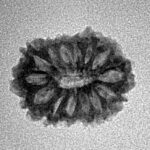 14 Mukhi Rudraksha 17.9mm 1.12gm - Inverse xray