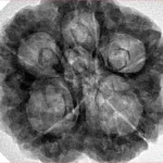 5 Mukhi Rudraksha 29mm 8.6gm - Inverse xray