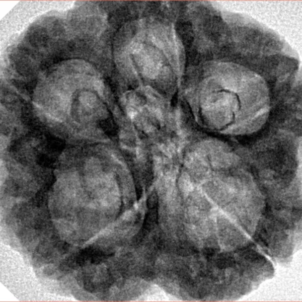 5 Mukhi Rudraksha 29mm 8.6gm - Inverse xray