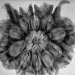 10 MK Double Ganesh 28mm 4.48gm - Inverse xray