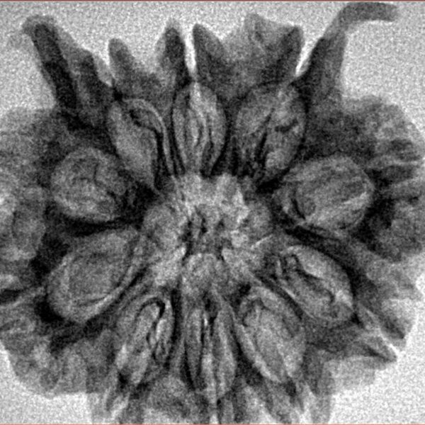 10 MK Double Ganesh 28mm 4.48gm - Inverse xray