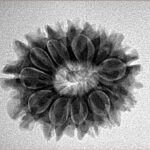 14 Mukhi Rudraksha 24.1mm 3.47gm - Inverse xray