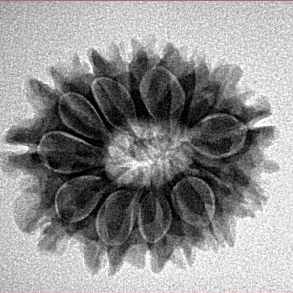 14 Mukhi Rudraksha 24.1mm 3.47gm - Inverse xray