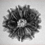 9 Mukhi Rudraksha 23.1mm 3.26gm - Inverse xray