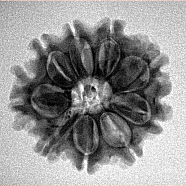 9 Mukhi Rudraksha 23.1mm 3.26gm - Inverse xray