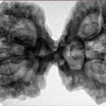 9 Mukhi Mini Trijuti 42.7mm 9.93gm - Inverse xray