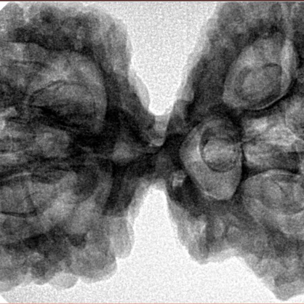 9 Mukhi Mini Trijuti 42.7mm 9.93gm - Inverse xray