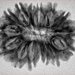 15 Mukhi Rudraksha 28.8mm 3.92gm - Inverse xray