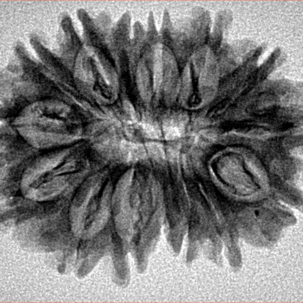 15 Mukhi Rudraksha 28.8mm 3.92gm - Inverse xray