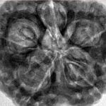5 Mukhi Rudraksha 30.2mm 9.56gm - Inverse xray