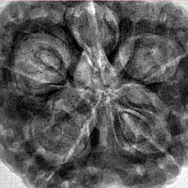 5 Mukhi Rudraksha 30.2mm 9.56gm - Inverse xray