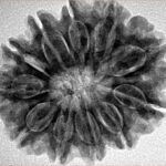 11 Mukhi Rudraksha 27.9mm 5.54gm - Inverse xray
