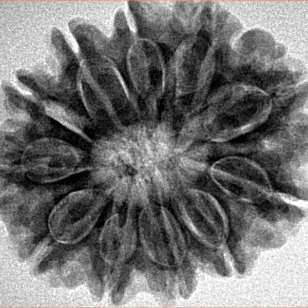 11 Mukhi Rudraksha 27.9mm 5.54gm - Inverse xray