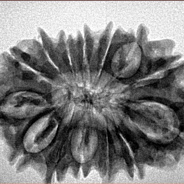 14 Mukhi Rudraksha 31mm 4.7gm - Inverse xray