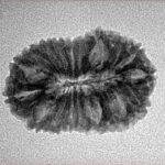 18 Mukhi Rudraksha 24mm 2.26gm - Inverse xray