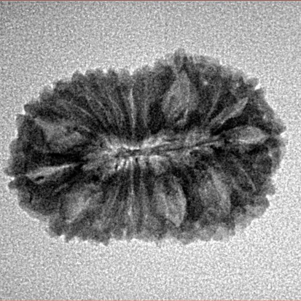 18 Mukhi Rudraksha 24mm 2.26gm - Inverse xray