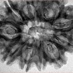 11 Mukhi Rudraksha 32.9mm 6gm - Inverse xray