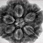 6 Mukhi Rudraksha 28.5mm 9.37gm - Inverse xray