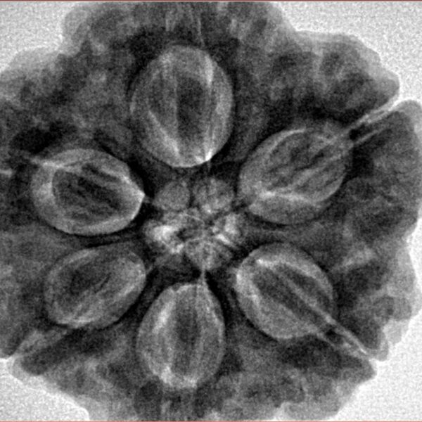 6 Mukhi Rudraksha 28.5mm 9.37gm - Inverse xray