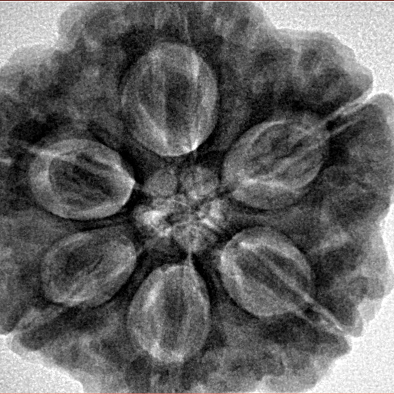 6 Mukhi Rudraksha 28.5mm 9.37gm - Inverse xray