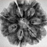 7 Mukhi Rudraksha 26.8mm 5.19gm - Inverse xray