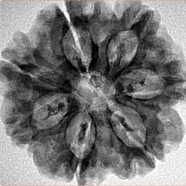 7 Mukhi Rudraksha 26.8mm 5.19gm - Inverse xray