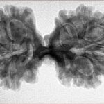 12 Mukhi Mini Trijuti 36.9mm 6.6gm - Inverse xray
