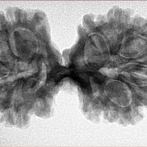 12 Mukhi Mini Trijuti 36.9mm 6.6gm - Inverse xray