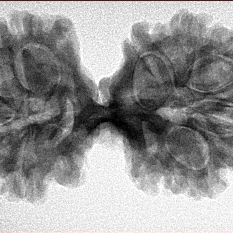 12 Mukhi Mini Trijuti 36.9mm 6.6gm - Inverse xray