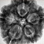 5 Mukhi Rudraksha 30mm 8.08gm - Inverse xray