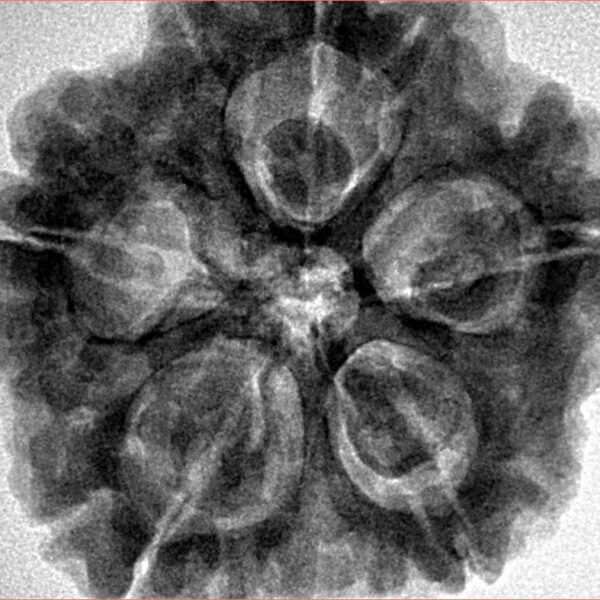5 Mukhi Rudraksha 30mm 8.08gm - Inverse xray