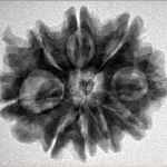 9 Mukhi Ganesh 26.7mm 5gm - Inverse xray