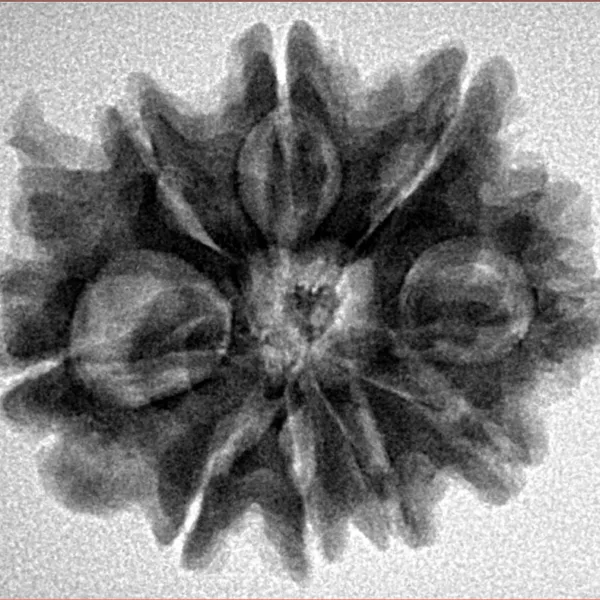 9 Mukhi Ganesh 26.7mm 5gm - Inverse xray