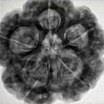 5 Mukhi Rudraksha 29mm 8.83gm - Inverse xray