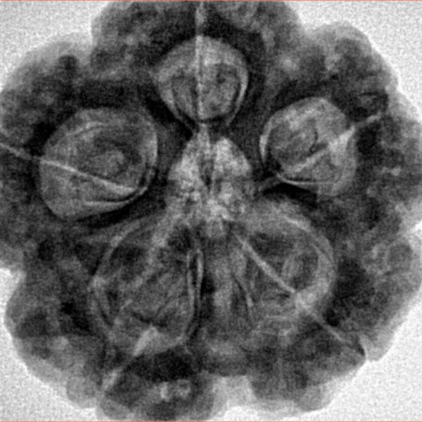 5 Mukhi Rudraksha 29mm 8.83gm - Inverse xray