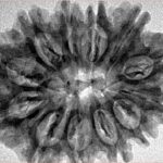 12 Mukhi Rudraksha 31.8mm 5.73gm - Inverse xray