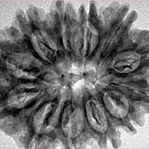 12 Mukhi Rudraksha 31.8mm 5.73gm - Inverse xray