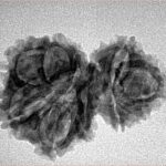 11 Mukhi Garbhgauri 27.4mm 3gm - Inverse xray