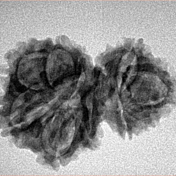 11 Mukhi Garbhgauri 27.4mm 3gm - Inverse xray