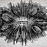 15 Mukhi Rudraksha 30.9mm 4.11gm - Inverse xray